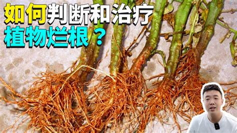 植物爛根補救|植物爛根的表現和急救方法